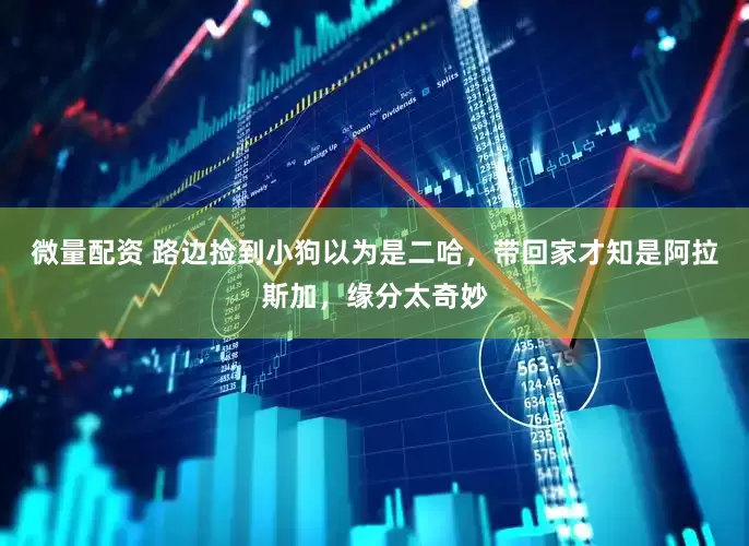 微量配资 路边捡到小狗以为是二哈，带回家才知是阿拉斯加，缘分太奇妙