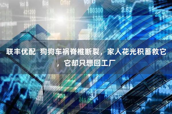 联丰优配  狗狗车祸脊椎断裂，家人花光积蓄救它，它却只想回工厂